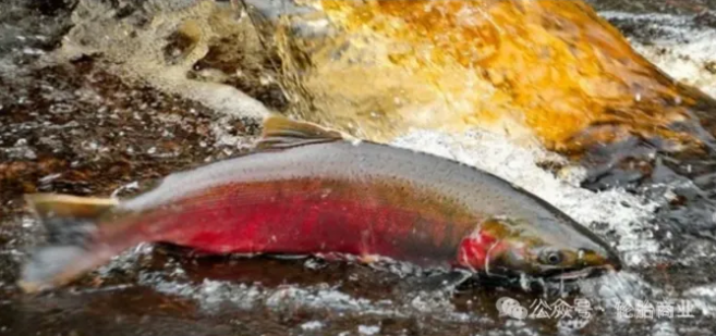 1721026505463225.png image.png